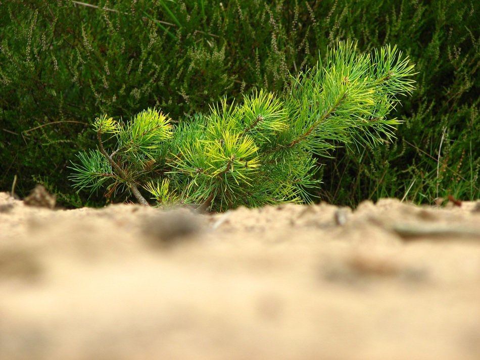 Young pine tree in nature