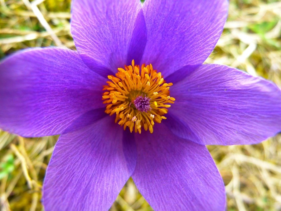 pasque flower among green grass