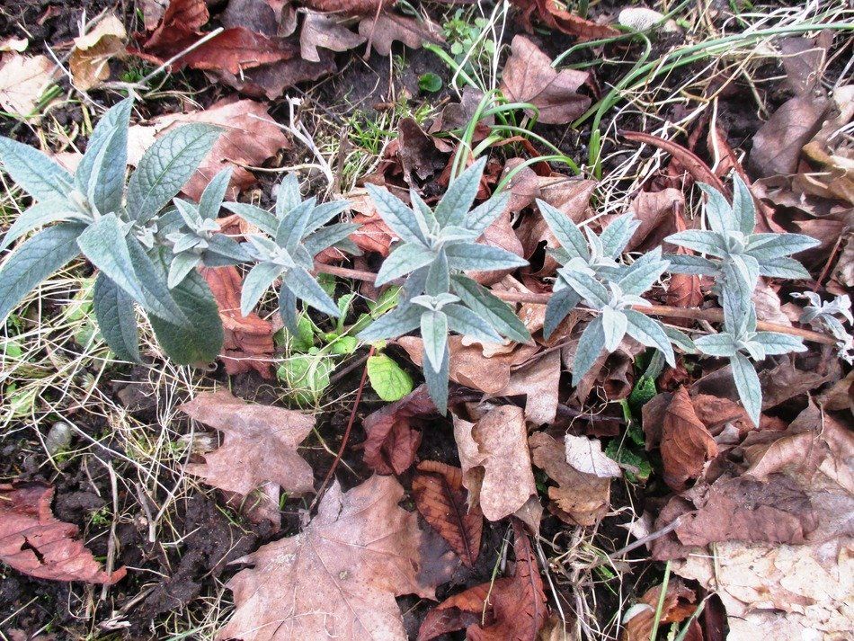 plants shoot nature