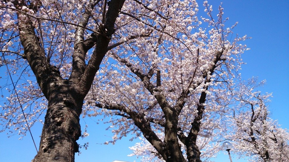 beautiful flowering cherry tree