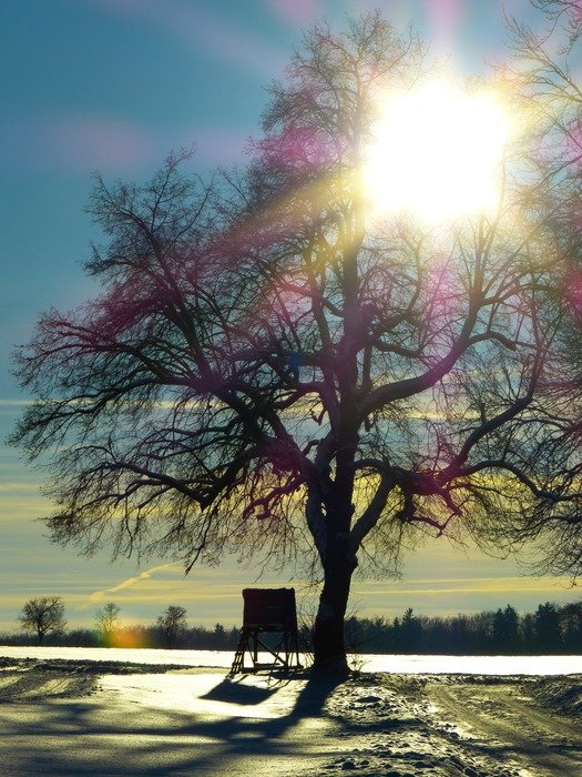the sun shines through the beautiful tree with purple flowers