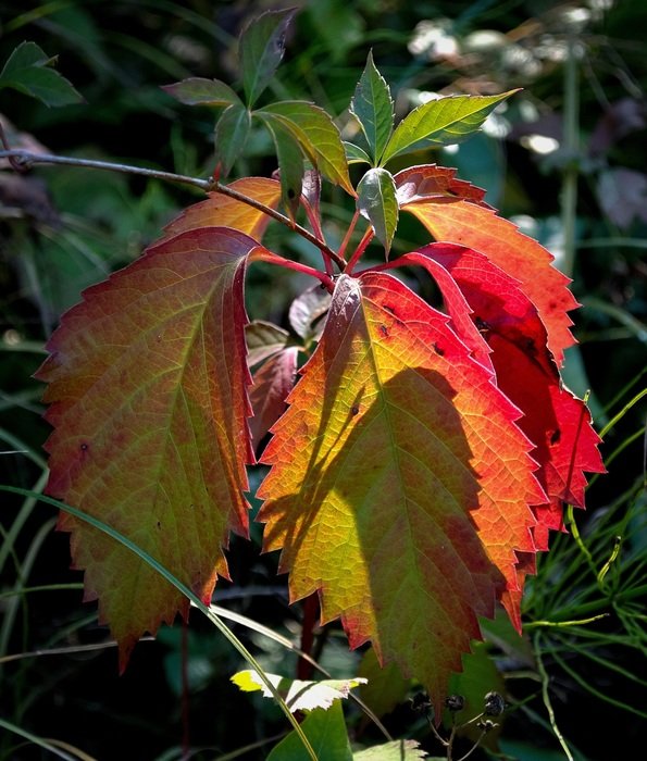 autumn yellow and red leaf
