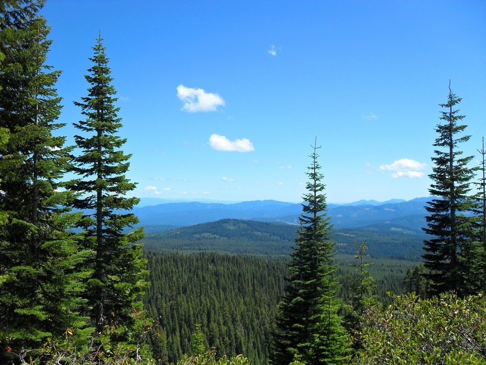 panoramic view of green coniferous forest on a sunny day