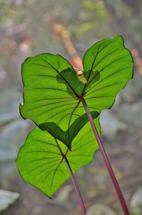 two green leaves in the flowerbed