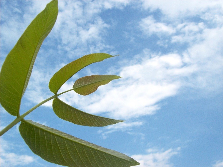 branch with oblong green leaves