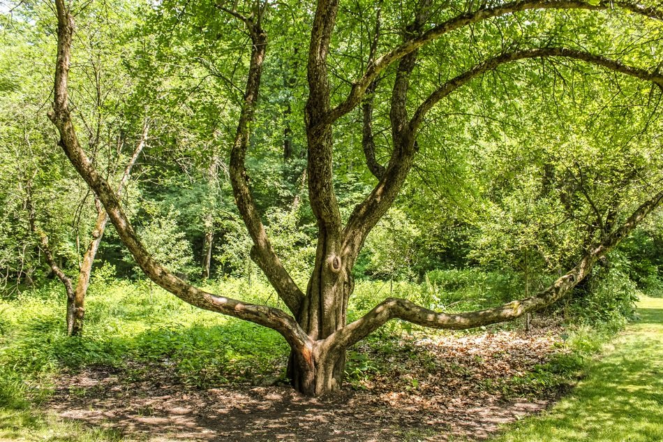 wide tree in the garden