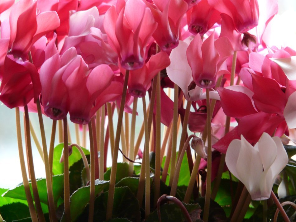bottom view on the flowers cyclamen