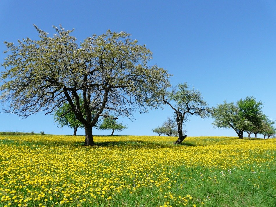 dandelions among orchard