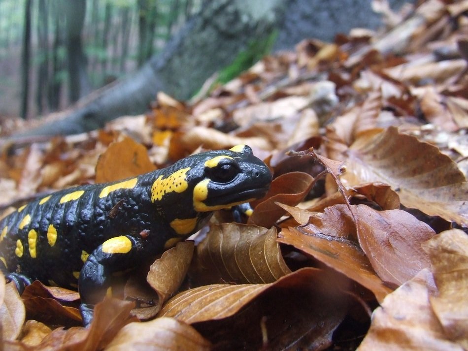 Closeup Picture of the salamander