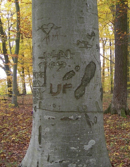 Symbols on the tree in autumn