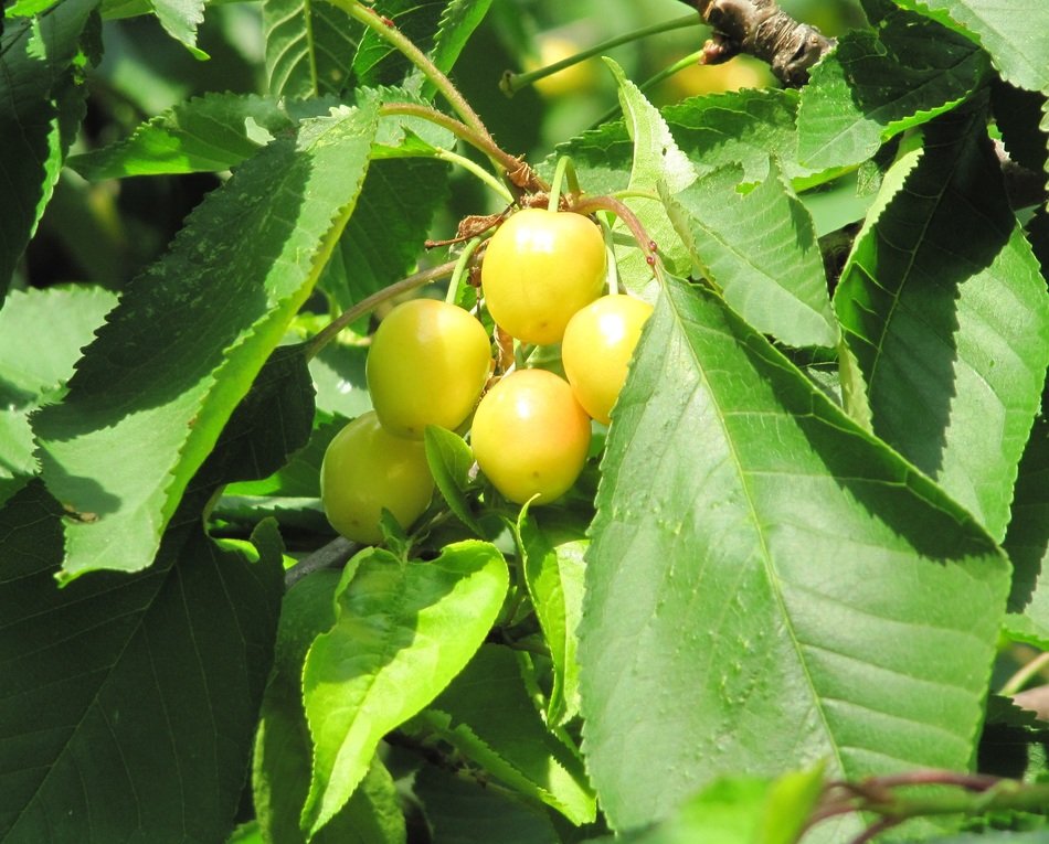 yellow cherries among the big green leafs