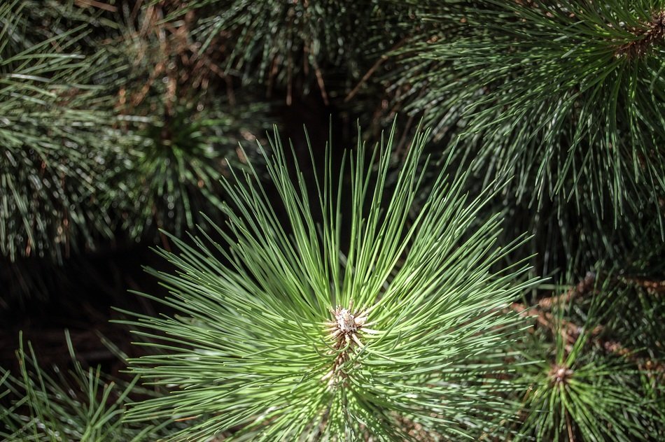 incredibly beautiful conifer plants