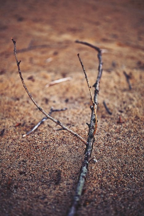 tree twig on the beach