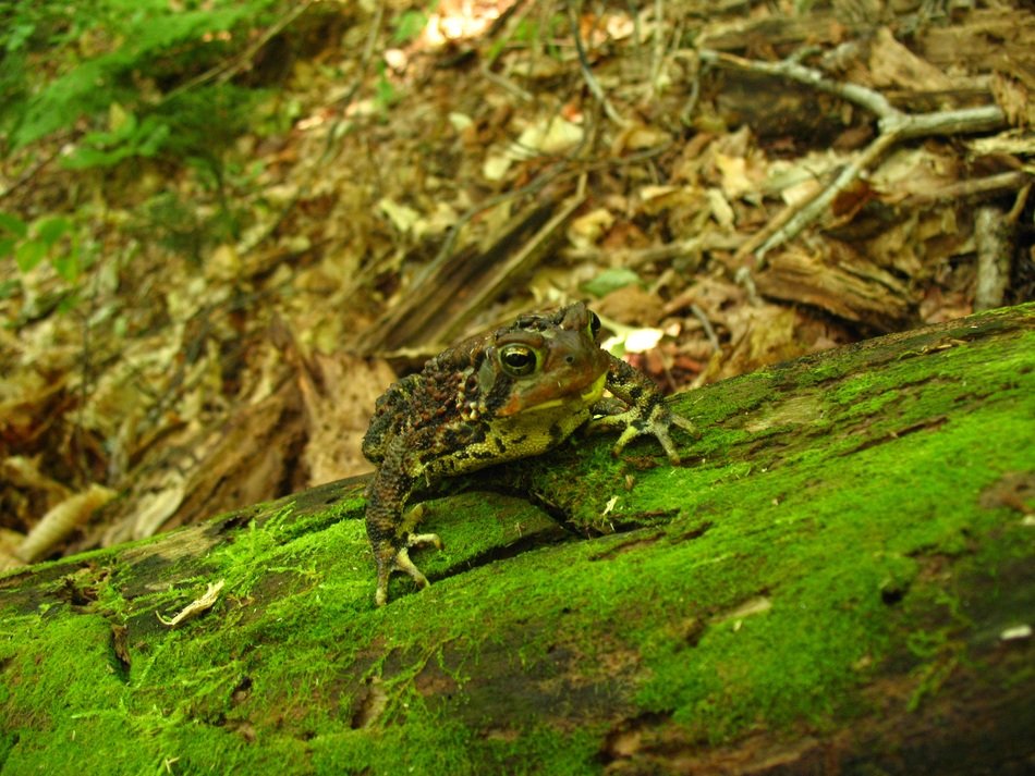 toad in the green forest