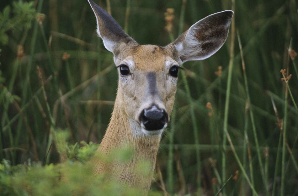 Portrait of the female deer