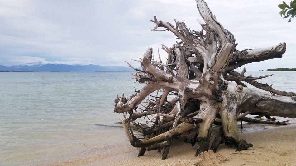Picture of the wood on a beach