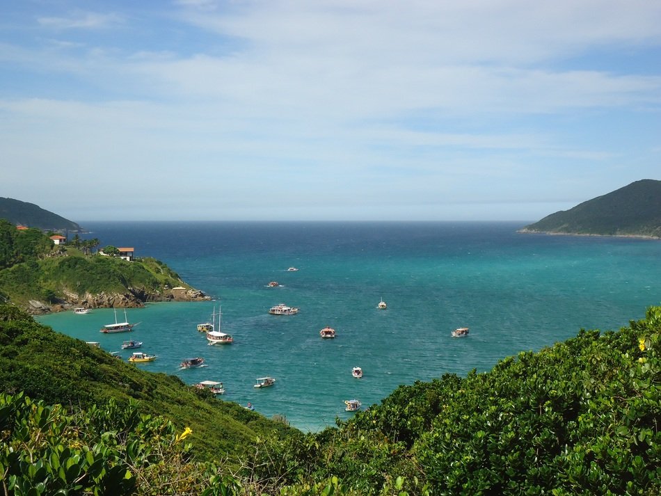 flock of birds on water in rio de janeiro