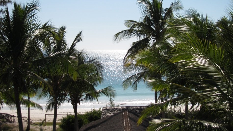ocean horizon with coconut trees