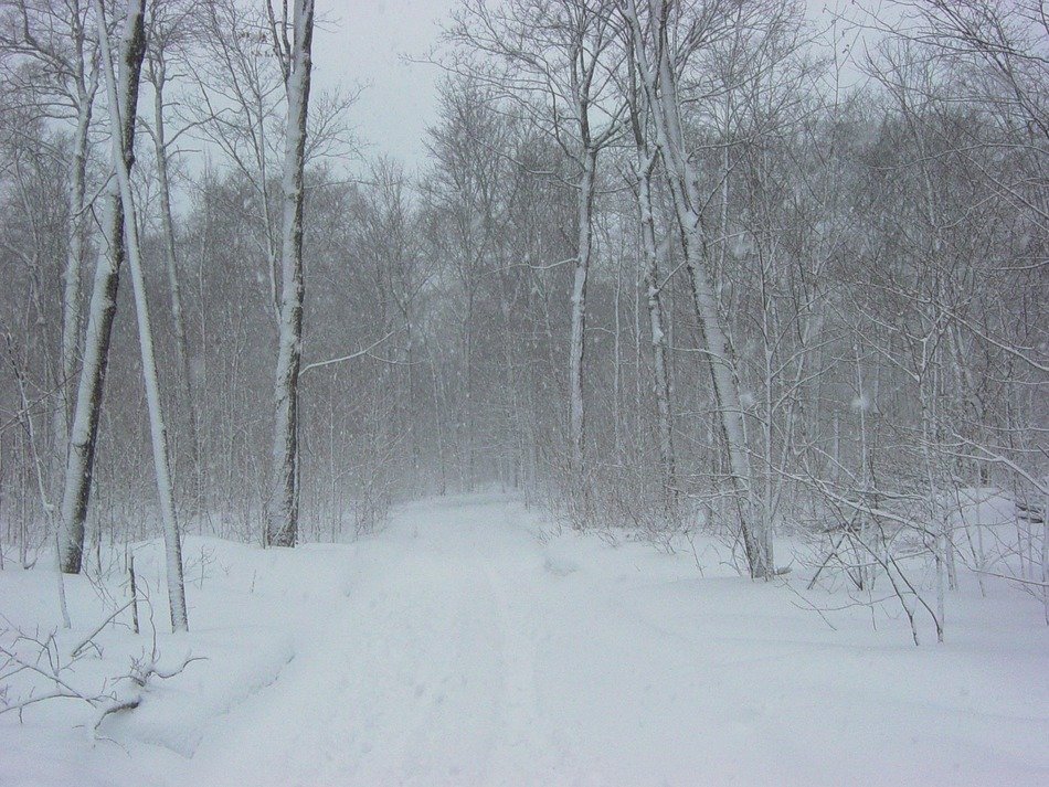 blizzard among the trees in the forest