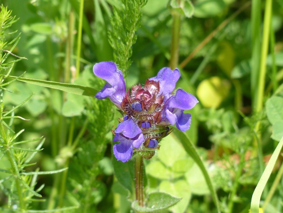 cute small accentor flower