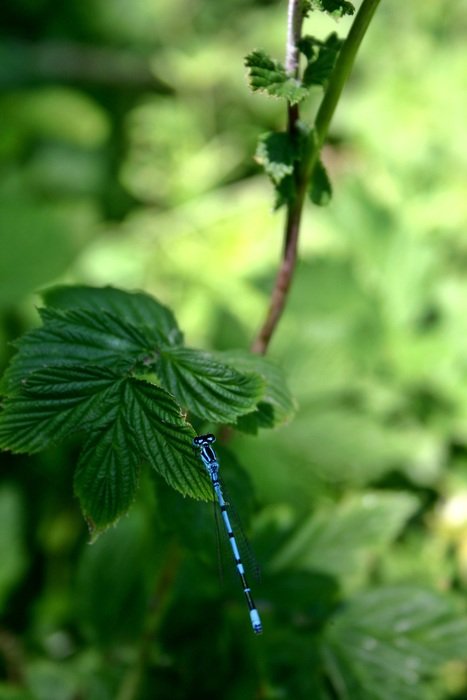 horseshoe-azure bridesmaid, male dragonfly on a leaf among other plants