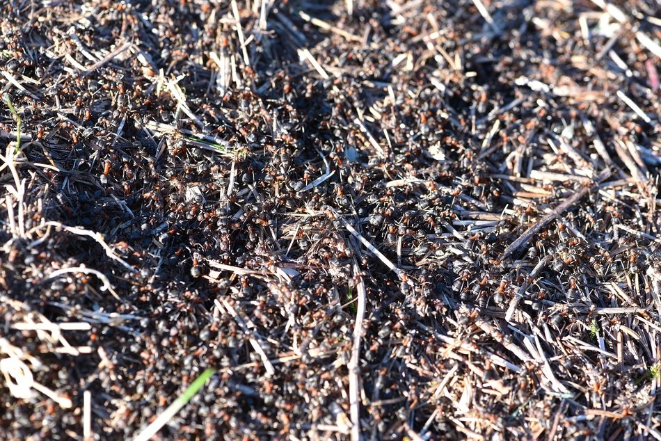 Thousands ants on ground