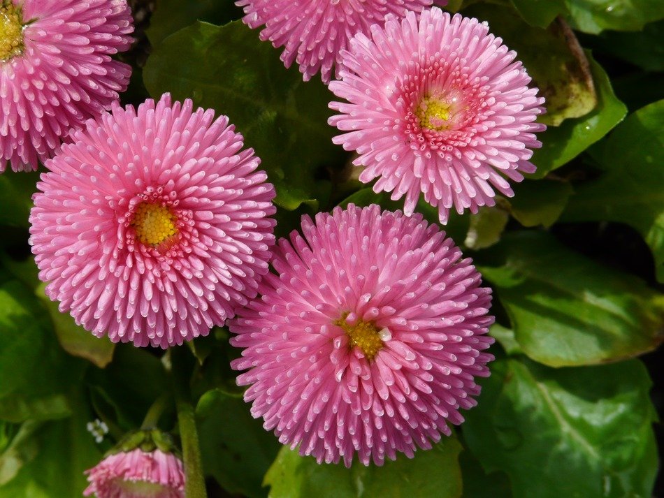 pink fluffy flowers among green leaves