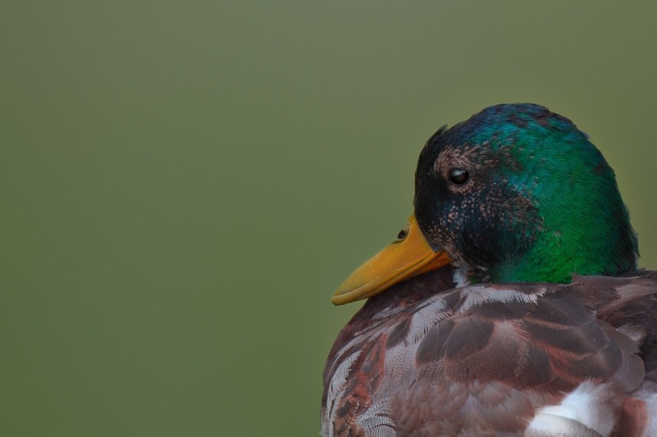 unimaginable mallard duck