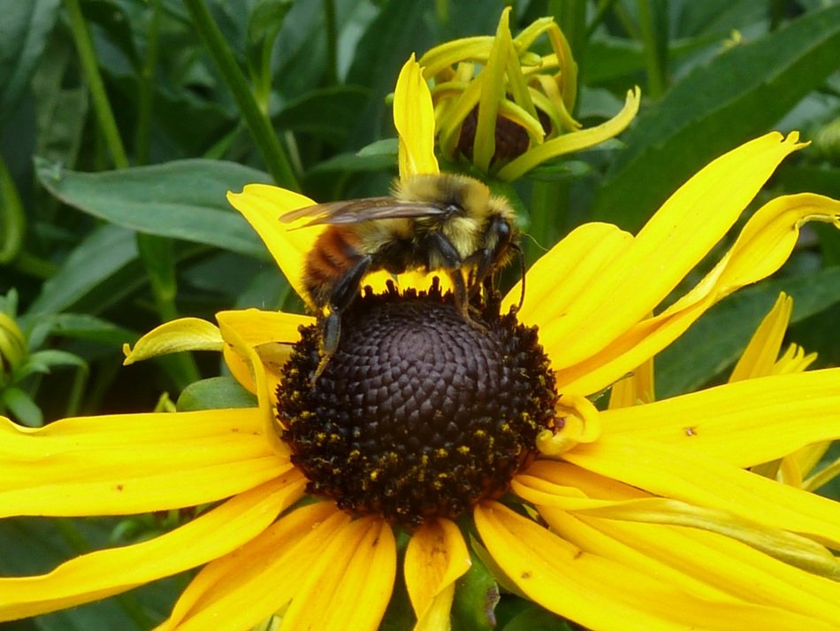 bee on the echinacea flower