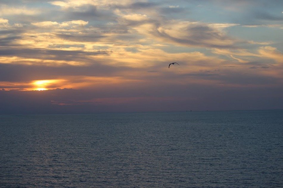 bird in flight at dusk over the ocean