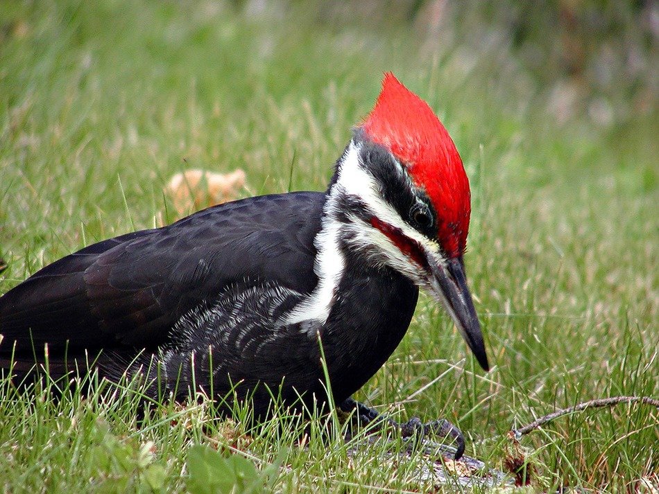 beautiful bright woodpecker on the grass