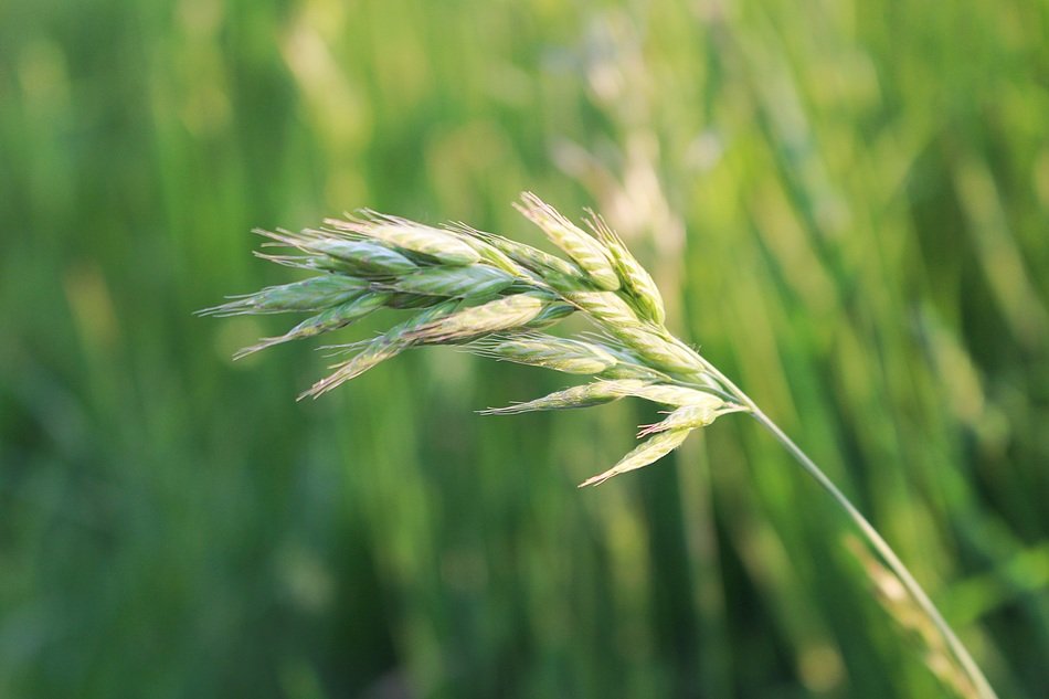 pointed flower on the field