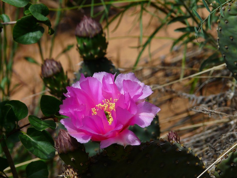 Pink flower on the green cactus