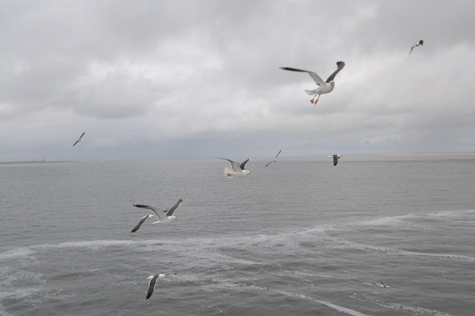 seagulls in flight over the ocean