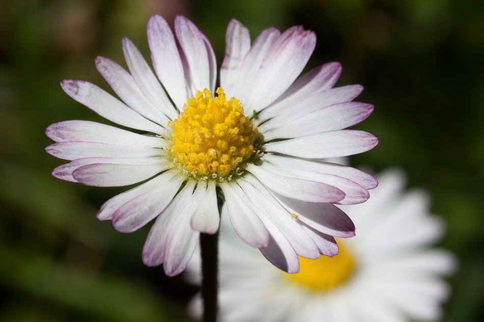 macro Photo of colorful natural daisy