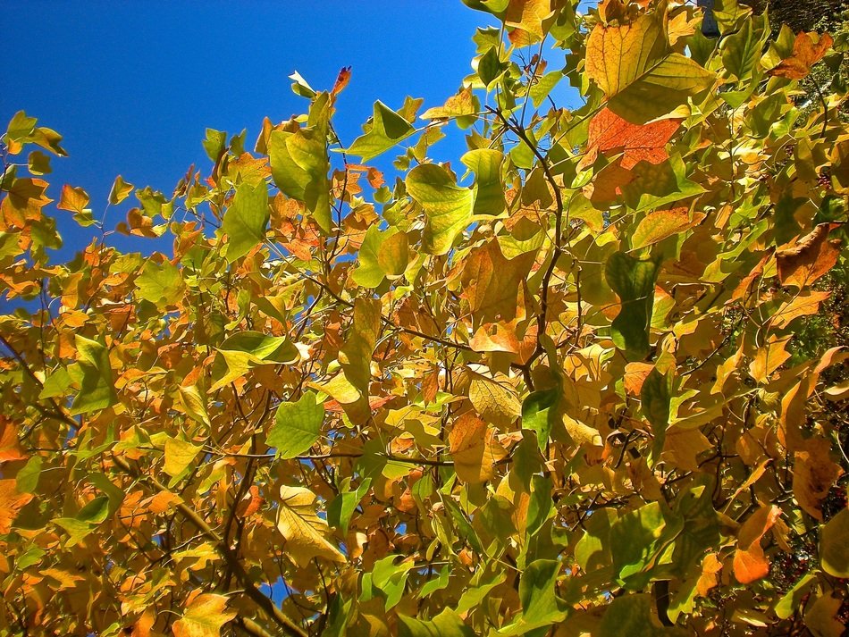 sunny autumn on the trees