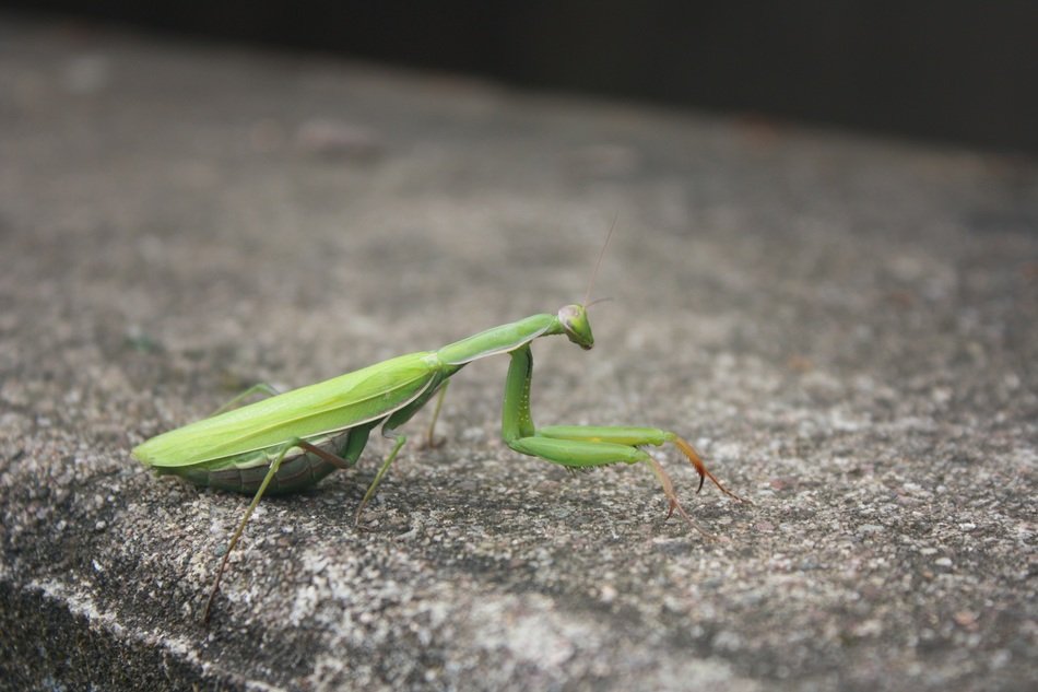 green mantis in the animal world