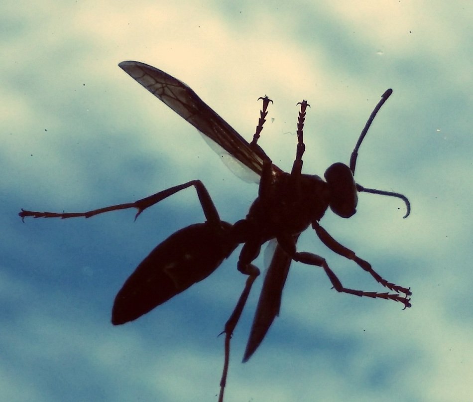 silhouette of wasp through glass