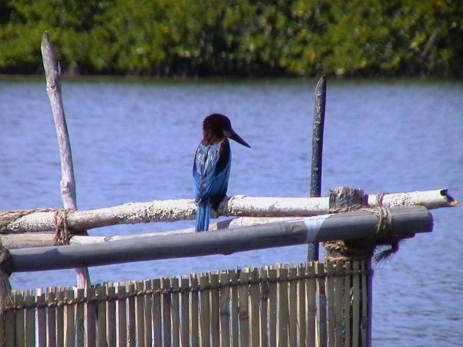 Kingfisher in wildlife