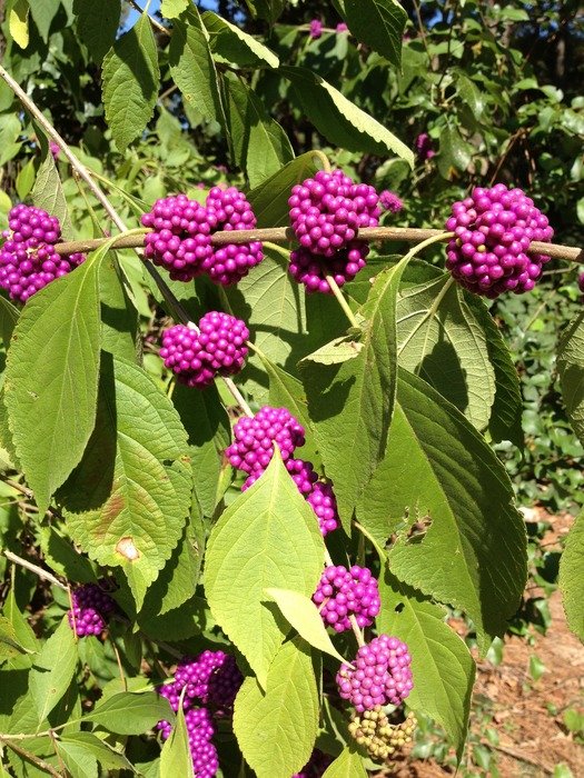 unusual purple flowers among the big green leafs