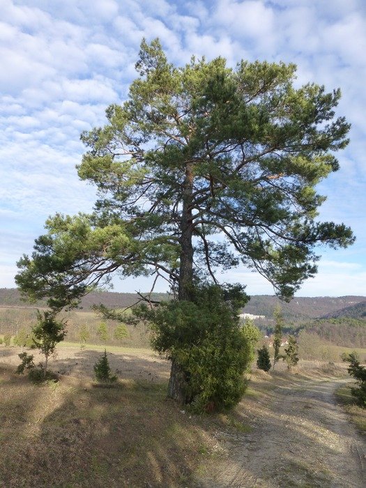 pine tree mood landscape