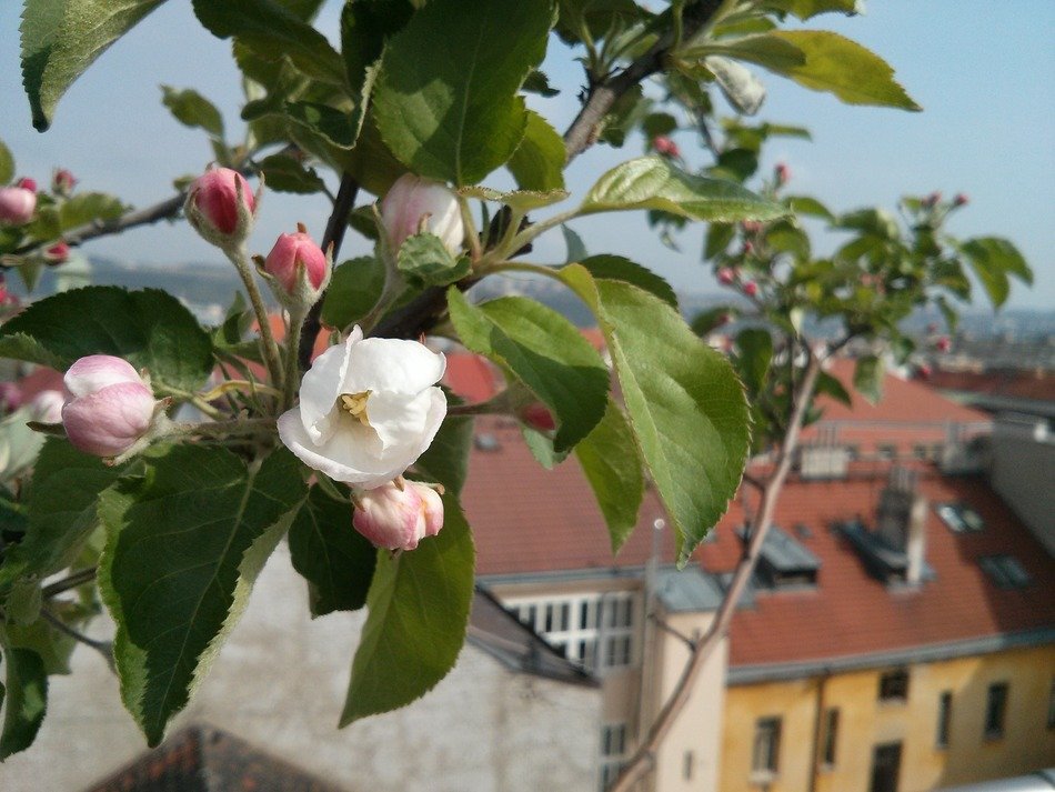 wonderful cute flower