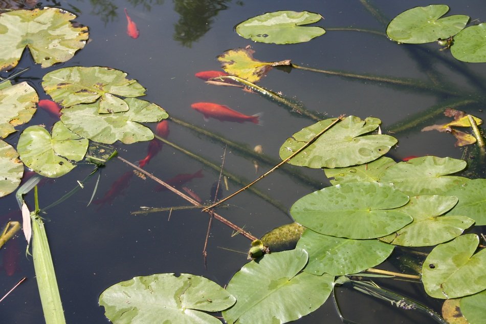 red crucian and green leaves swim in the pond