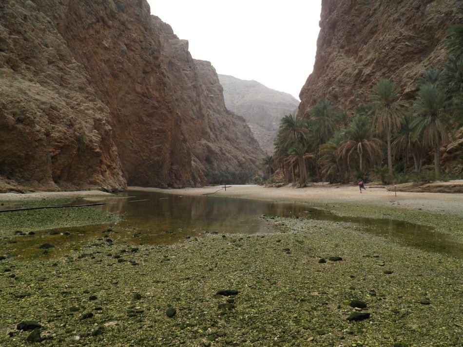 wadi among palm trees and mountains in Oman