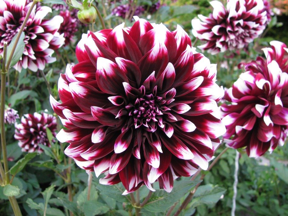 striking red dahlia flower