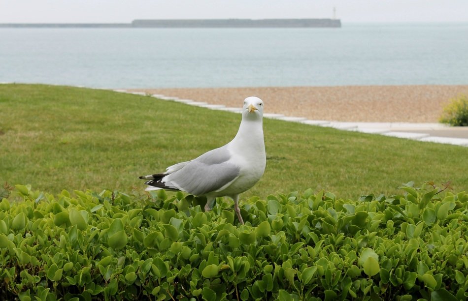 seagull on the ocean coast