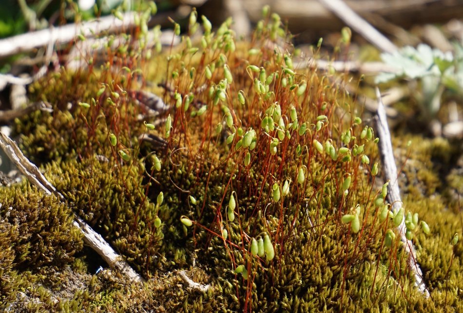 fascinating moss leaves