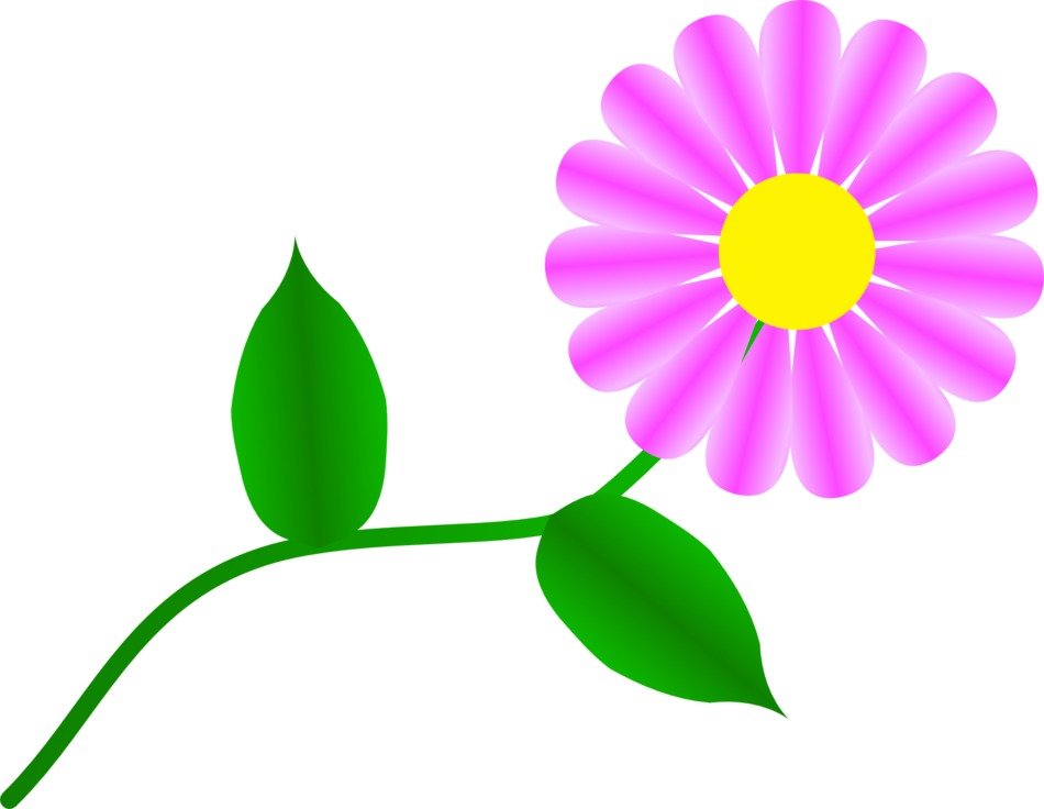 fuchsia daisy drqwing