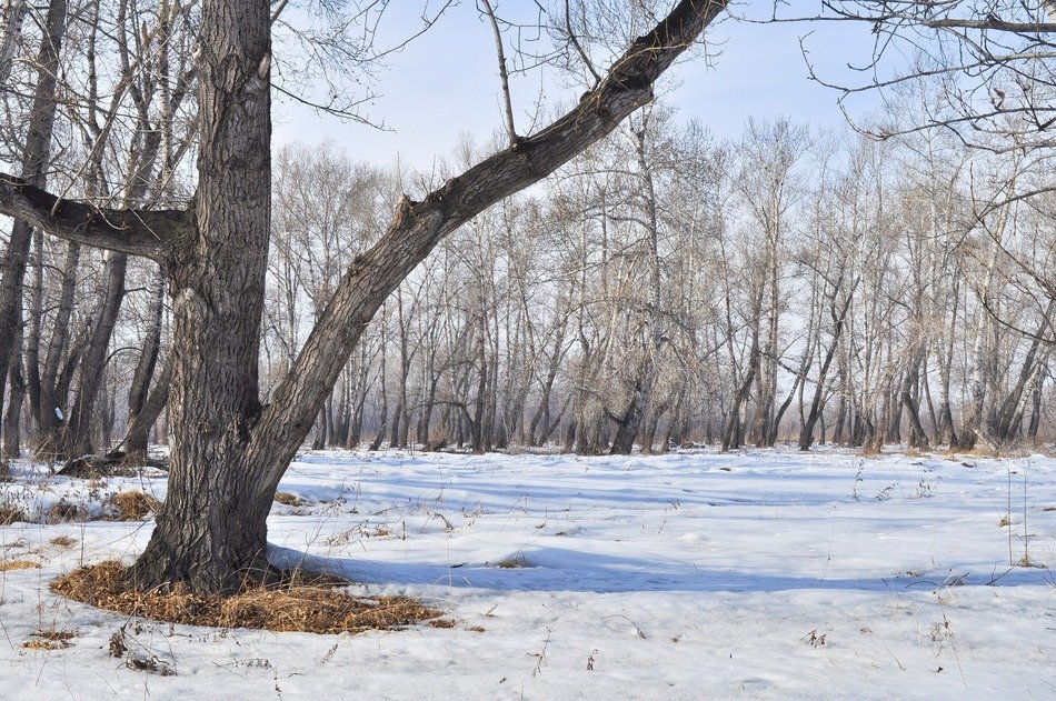 spring snow in the forest