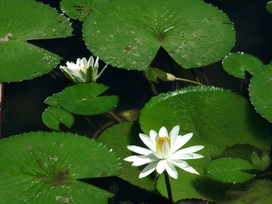 white flower with green leaves on the lake